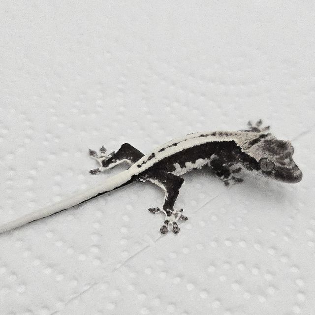 릴잔틱 슈퍼스트라이프 풀핀