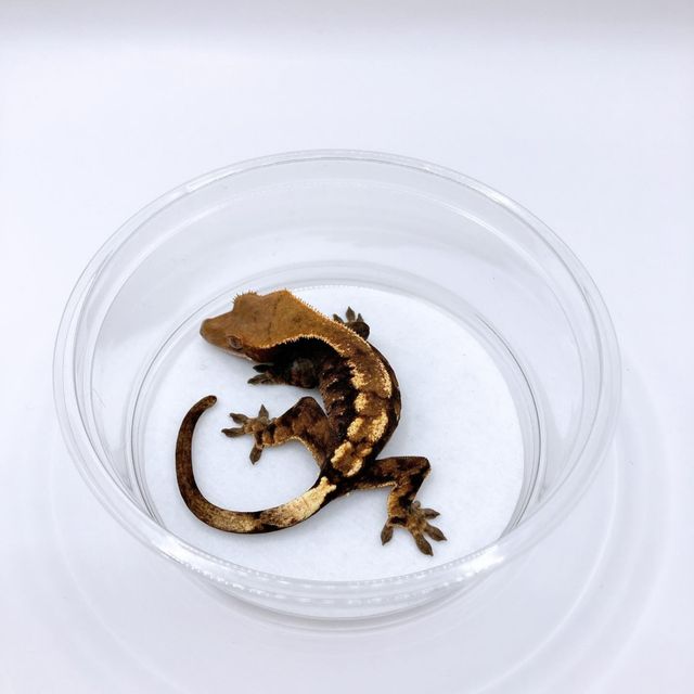 세이블