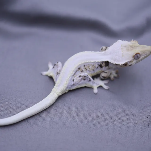 릴리화이트 솔리드백