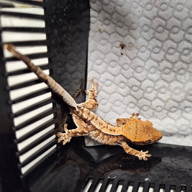 드리피 화이트스팟