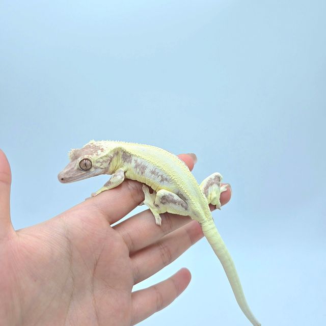 레이지 프라푸치노