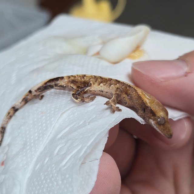 드리피 화이트스팟