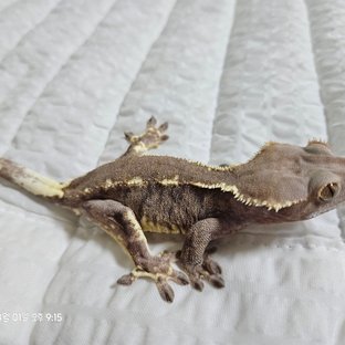 카푸치노 트라이