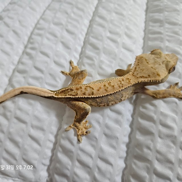 노멀 트라이 익스트림할리퀸