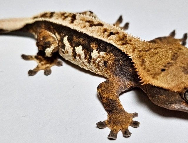 트라이 익스트림할리퀸