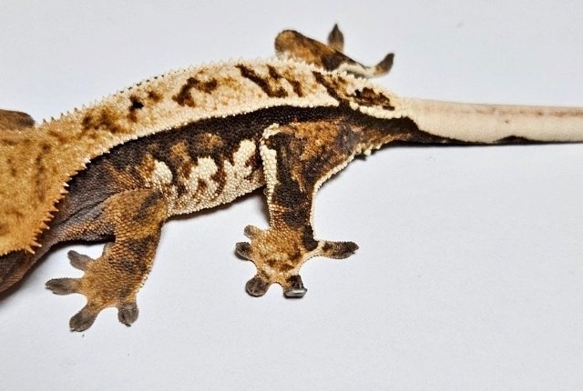 트라이 익스트림할리퀸