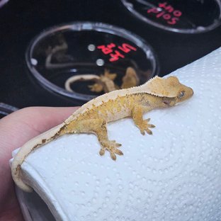 트라이