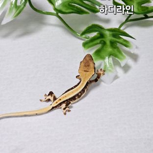 릴리화이트