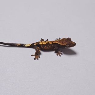 세이블