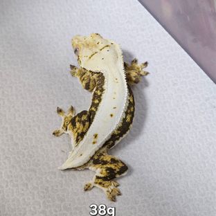 릴리화이트