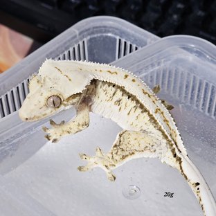 논릴리 암컷