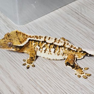 루이2세