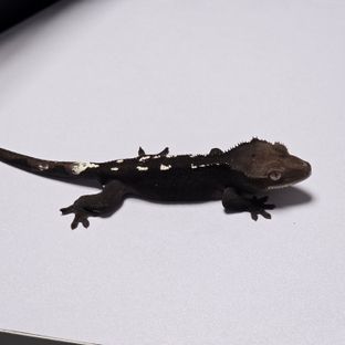아잔틱