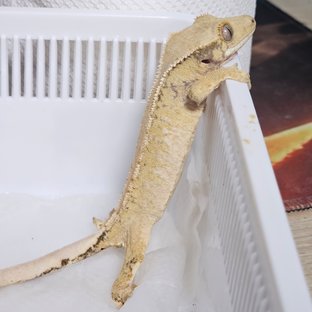 트라이