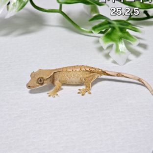 트라이