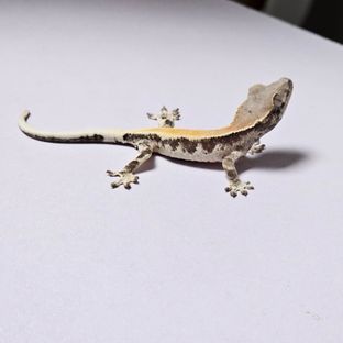 릴리 세이블