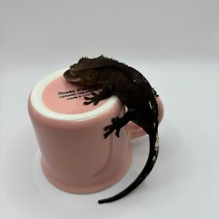 아잔틱