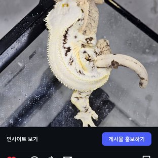 솔리드백 릴리화이트