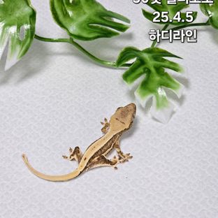릴리화이트