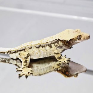 드리피 화이트스팟