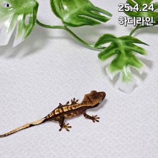 노멀