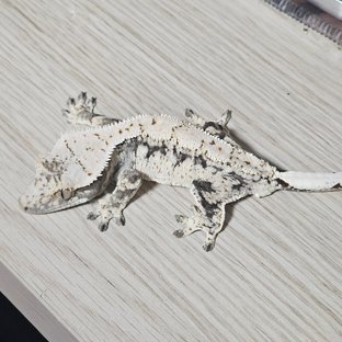 드리피 화이트스팟