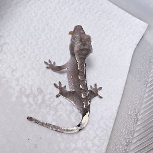 아잔틱