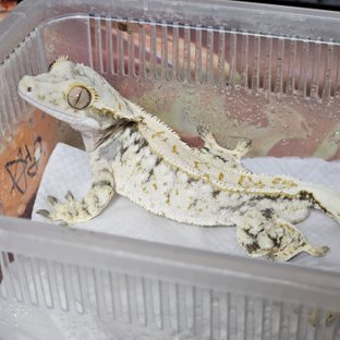 드리피 화이트스팟