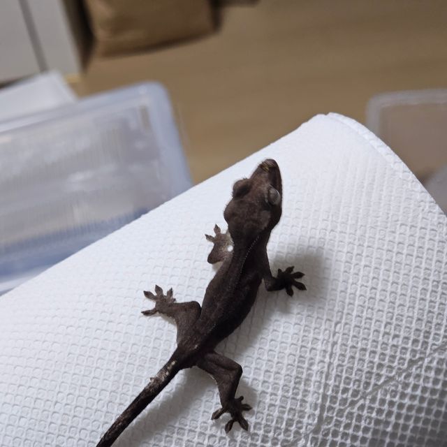 패턴리스 아잔틱