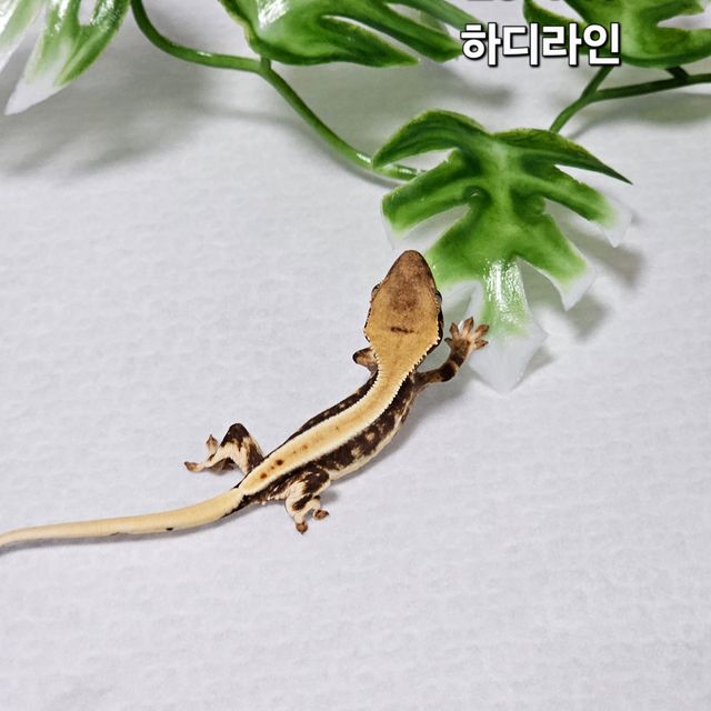 릴리화이트