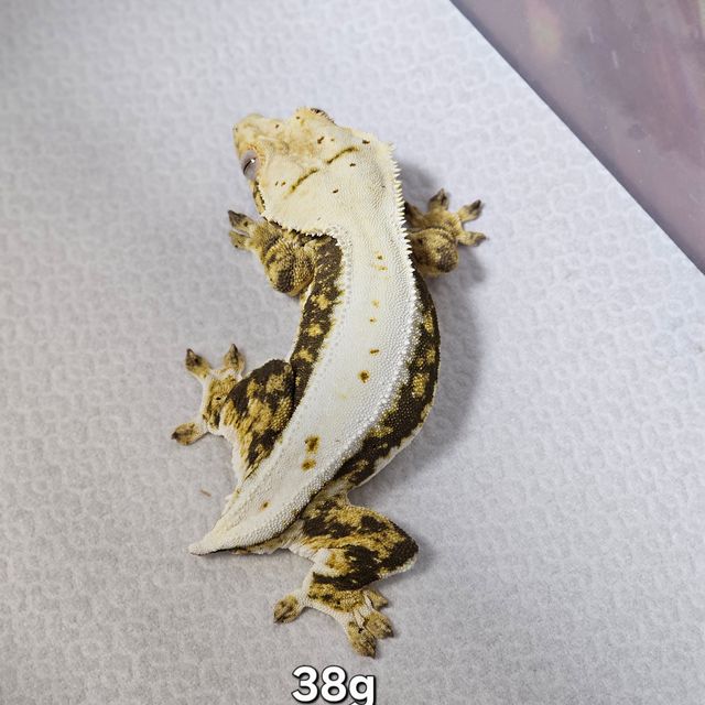 릴리화이트