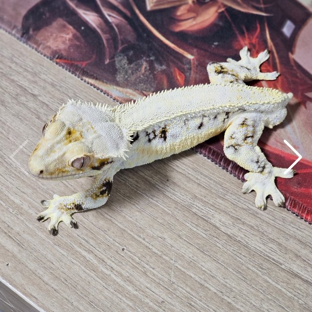 솔리드백 릴리화이트