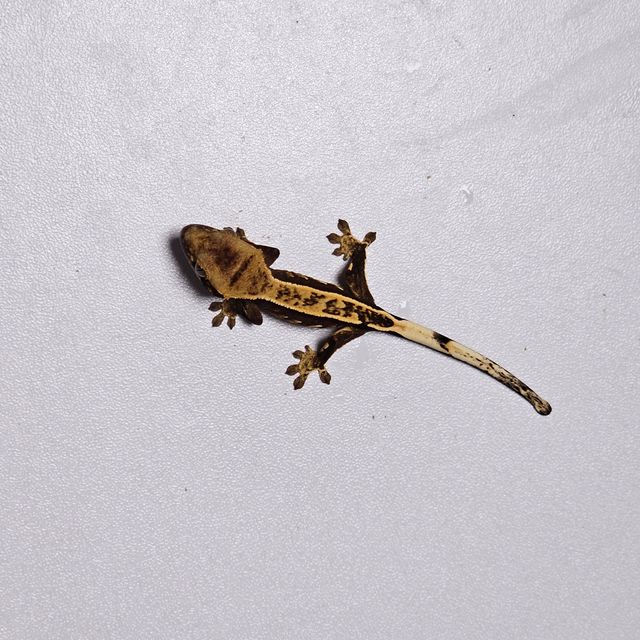 세이블