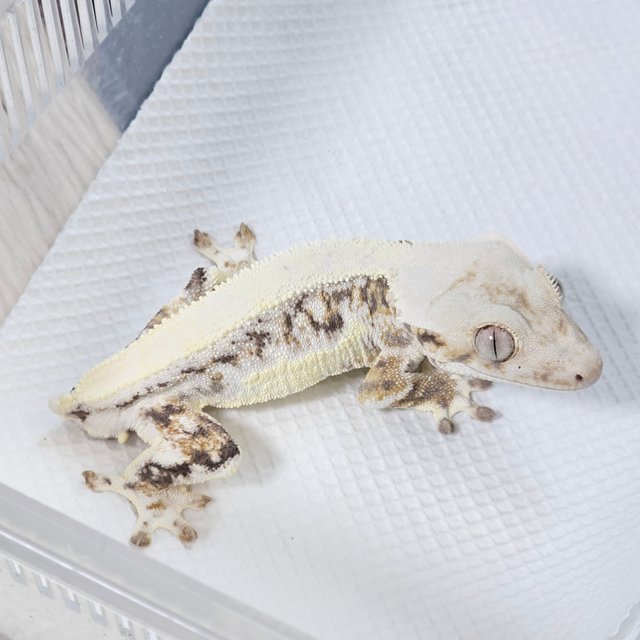 솔리드백 릴리화이트