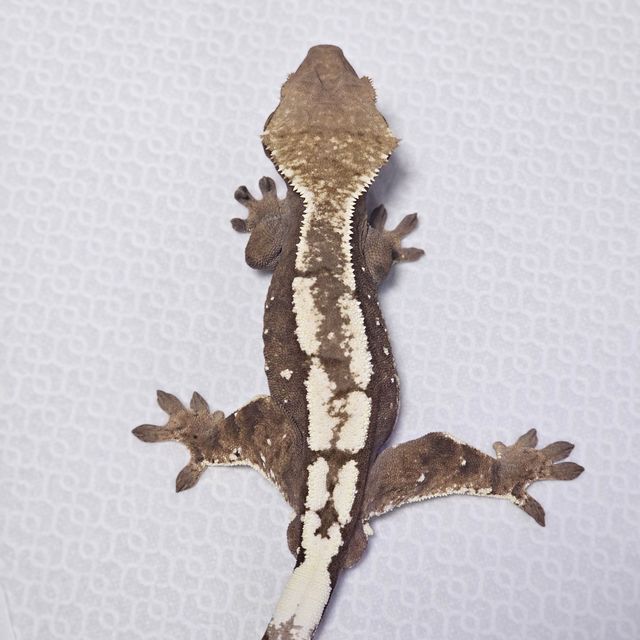 100%헷아잔틱 세이블