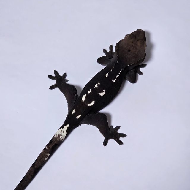 아잔틱