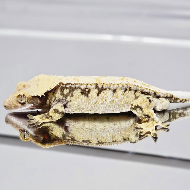 드리피 화이트스팟