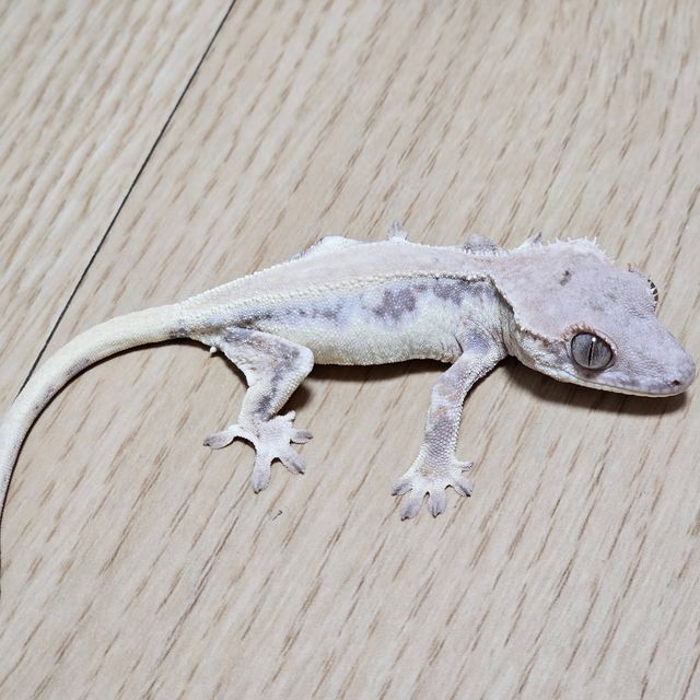 솔리드백 릴리 세이블