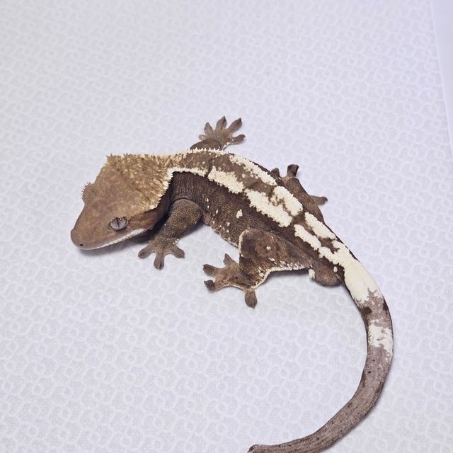 100%헷아잔틱 세이블