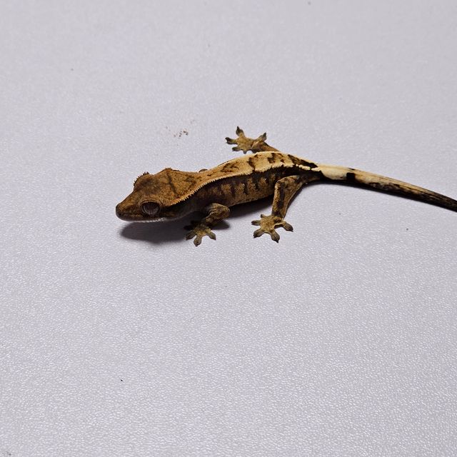 세이블