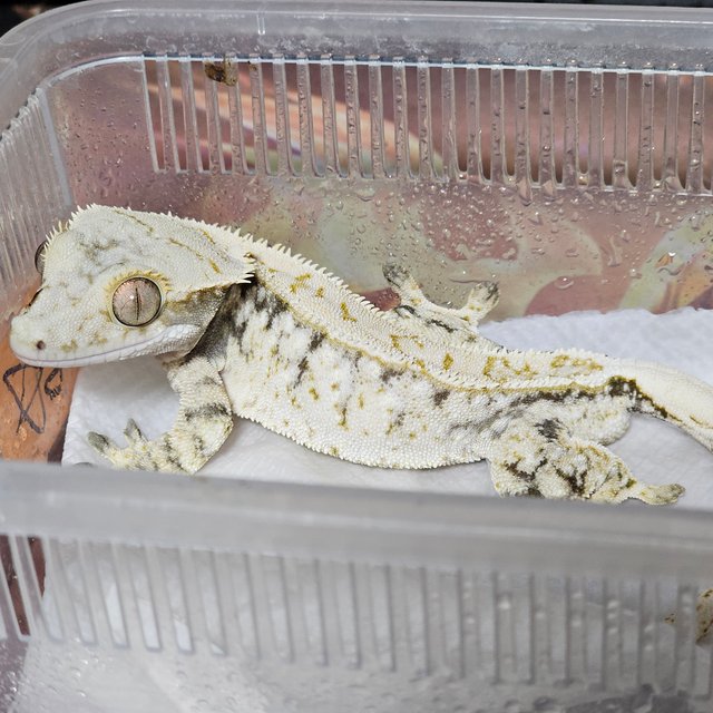 드리피 화이트스팟