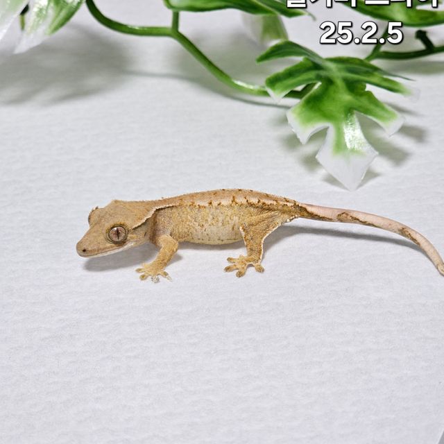 트라이