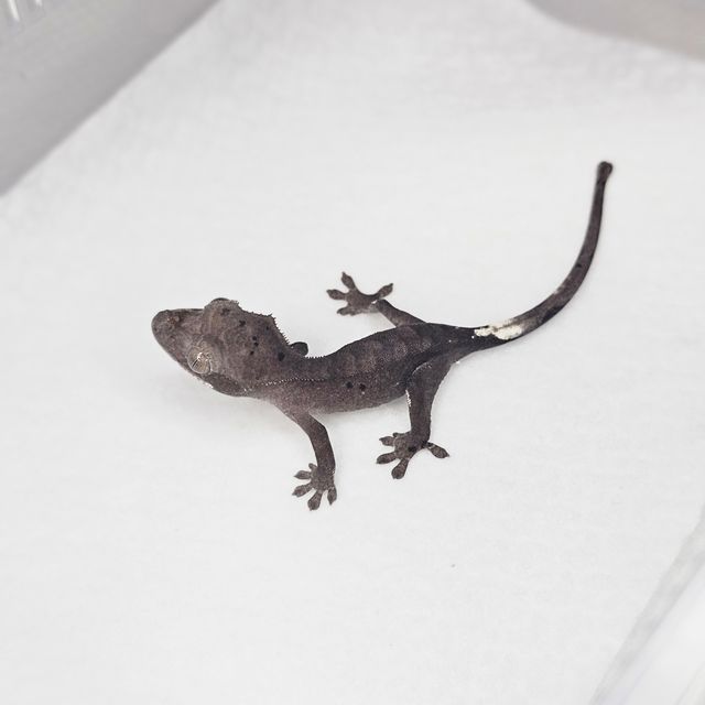 아잔틱