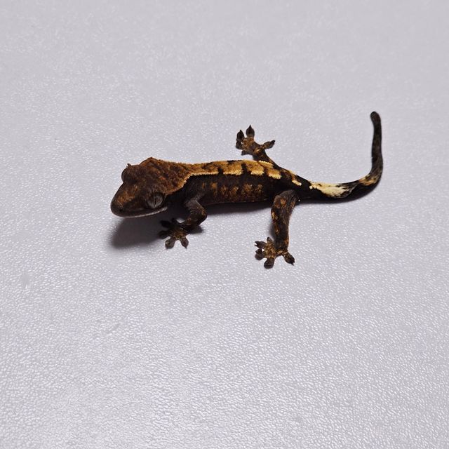 세이블
