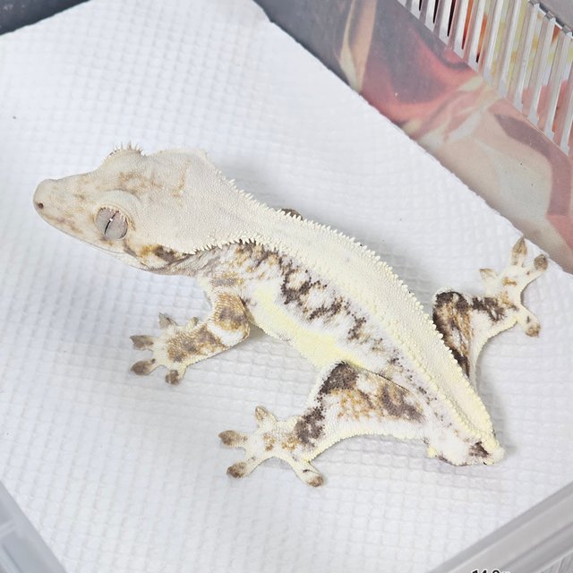 솔리드백 릴리화이트