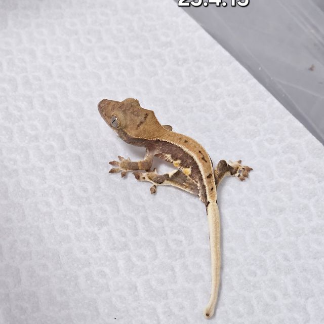 릴리화이트