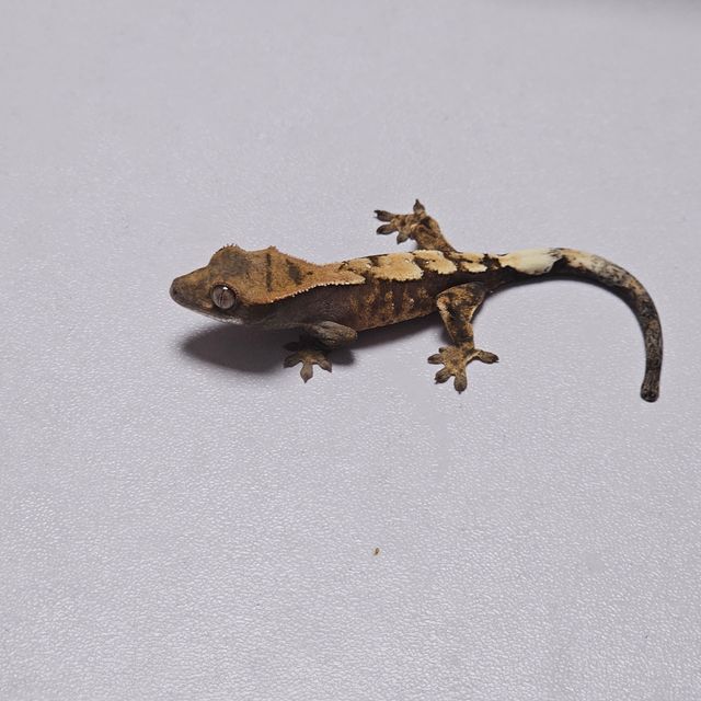 세이블