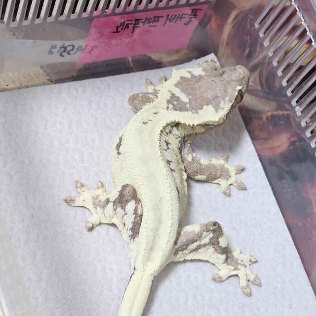 프라푸치노