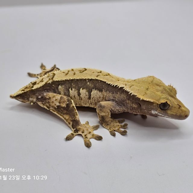 노멀