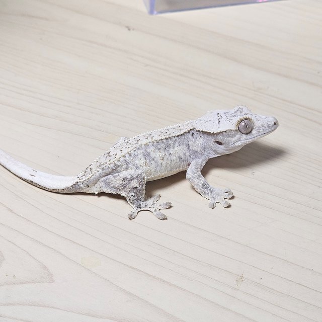 드리피 화이트스팟